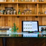 local cannabis searches